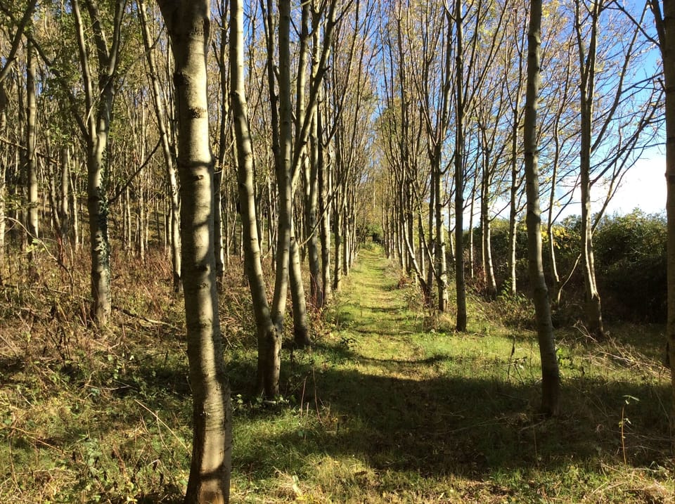 The ash woods walk