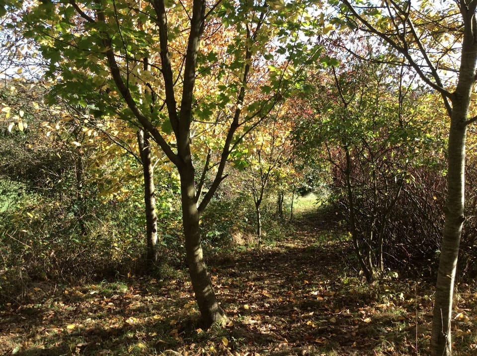 Woodland walk on the farm 