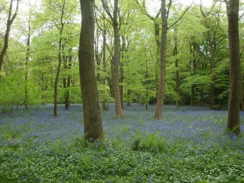 bluebell wood in Dalkeith Country Park