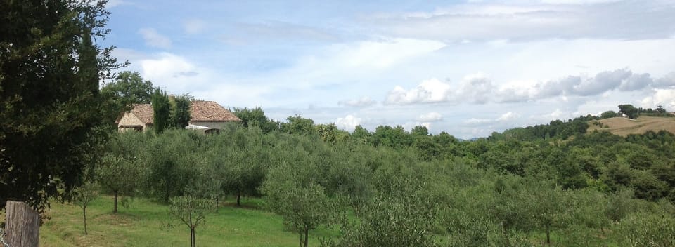 Olive grove
