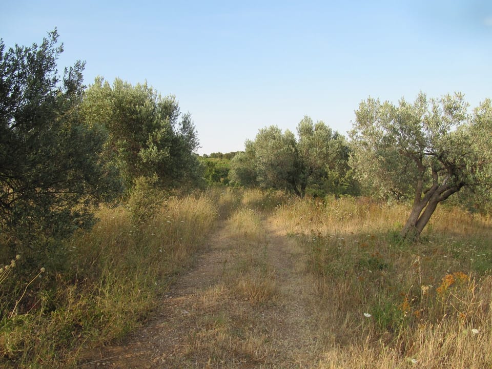 The Olives at the bottom of the garden