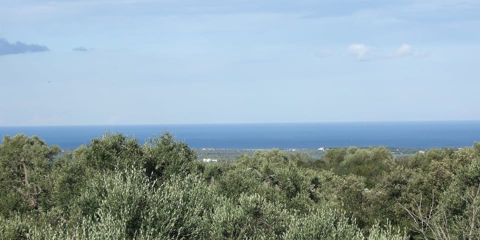 Roof Terrace view  Adriatic Sea over Olive trees