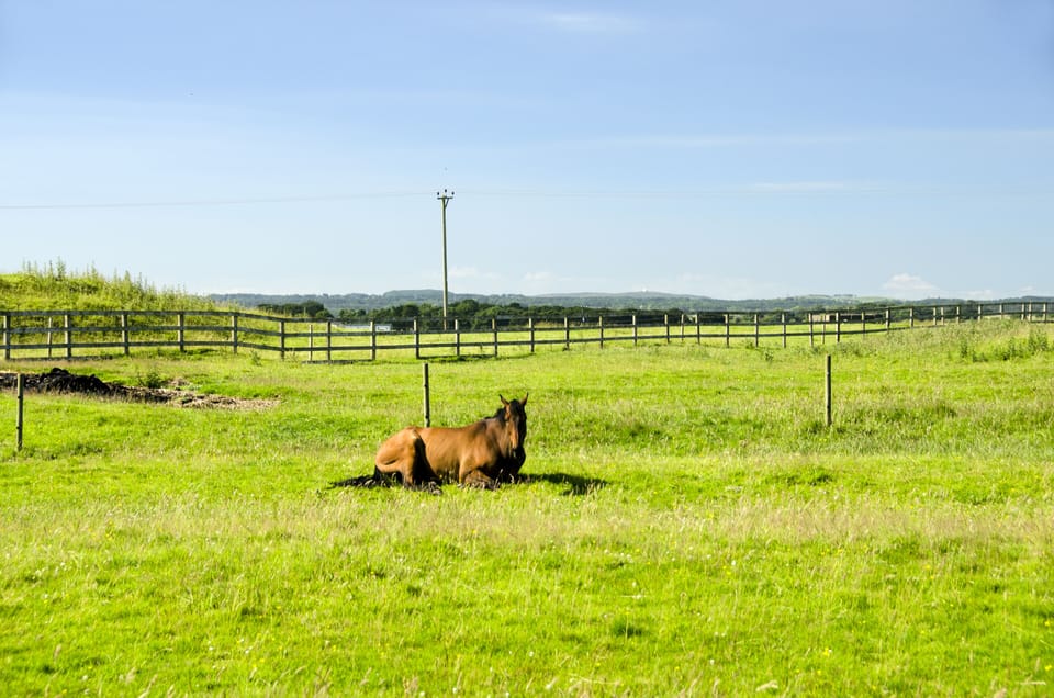 Field at rear of house with horses