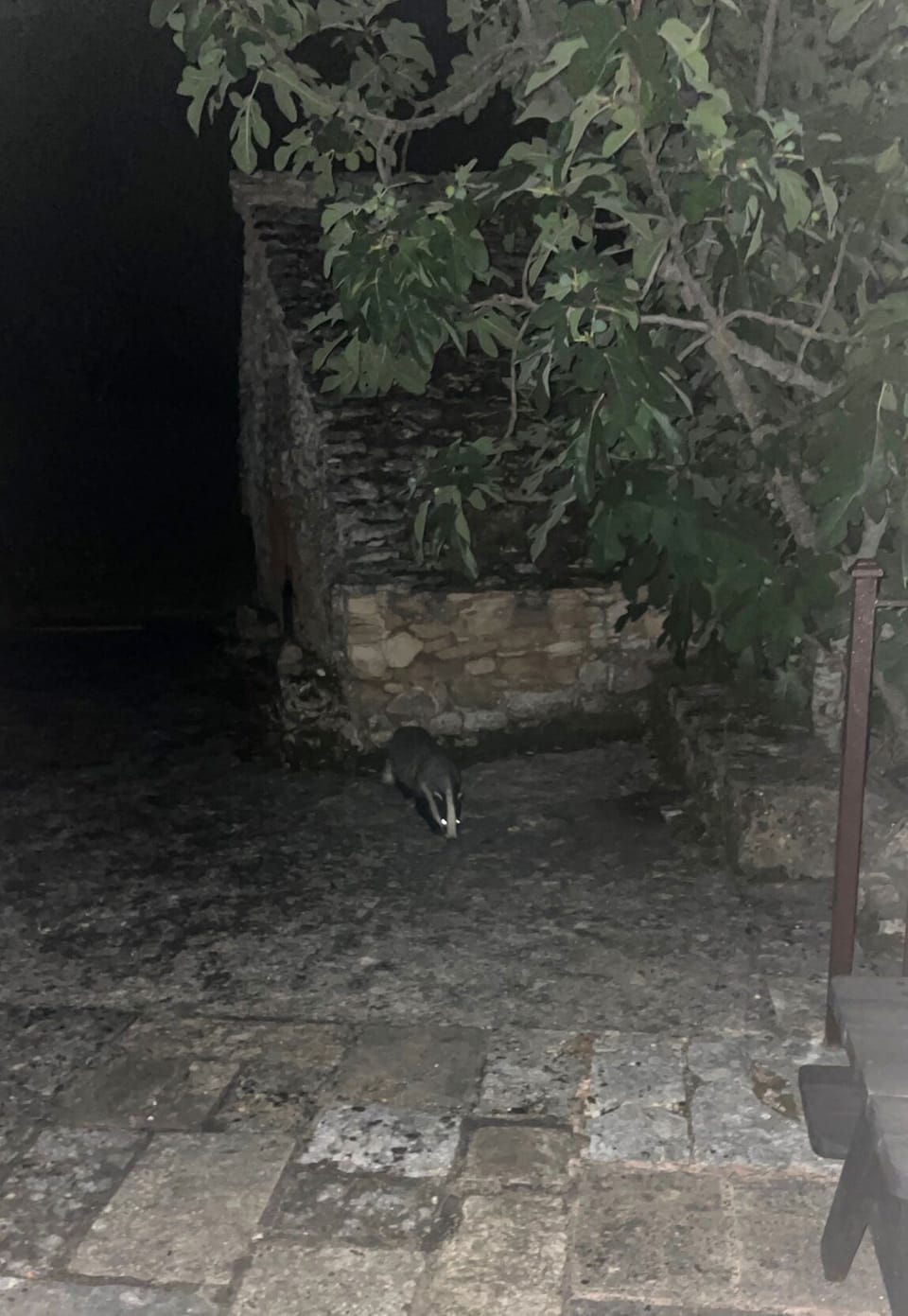 Night of the badger. 
It does like figs !