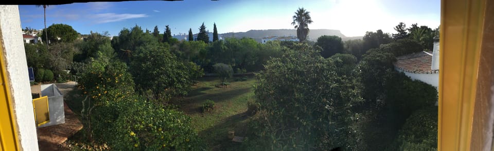 Orchard area of garden