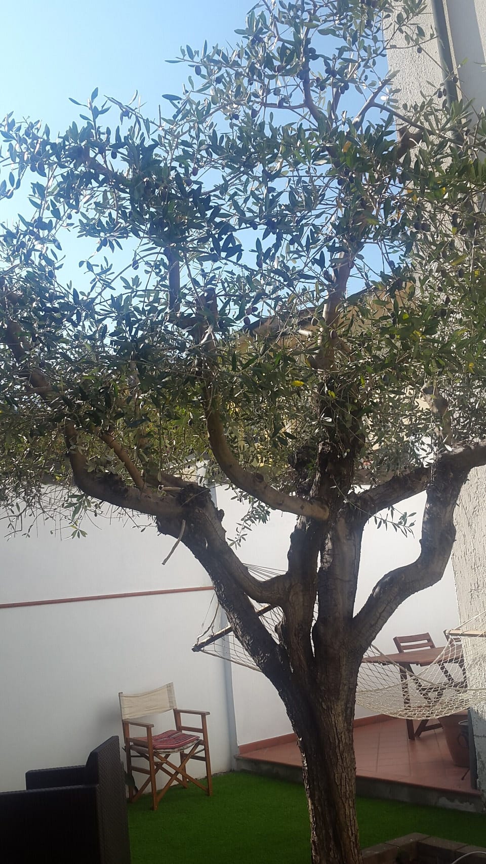 The property is named in honour of our beautiful ancient olive tree