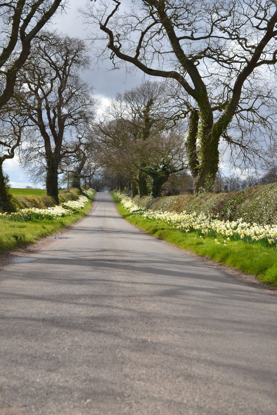 Flowers Honing long lane