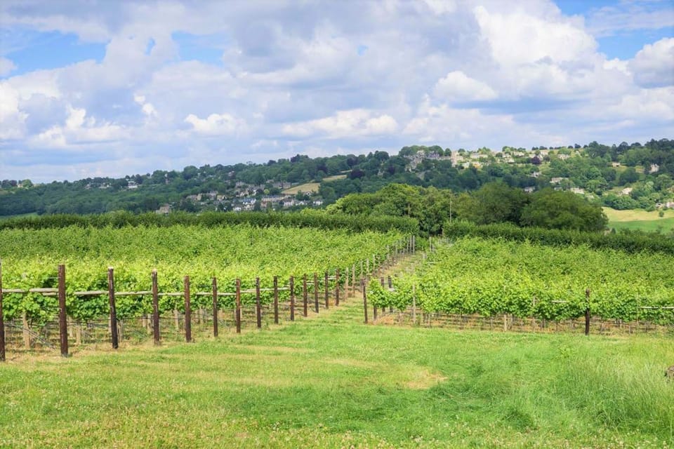 View from the vineyard adjacent to the property