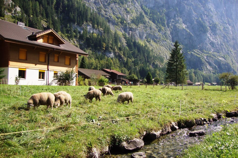 Sheep grazing at the side of the Chalet next to the Luterbach