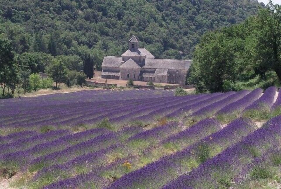 Lavender fields near Gordes 