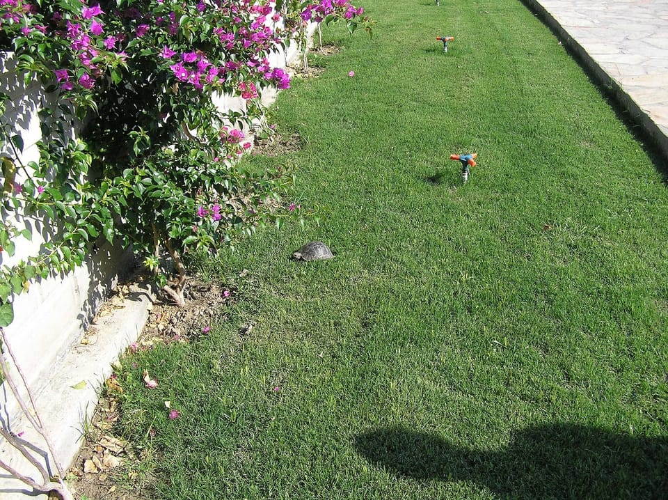 Local wildlife can always be found in the gardens