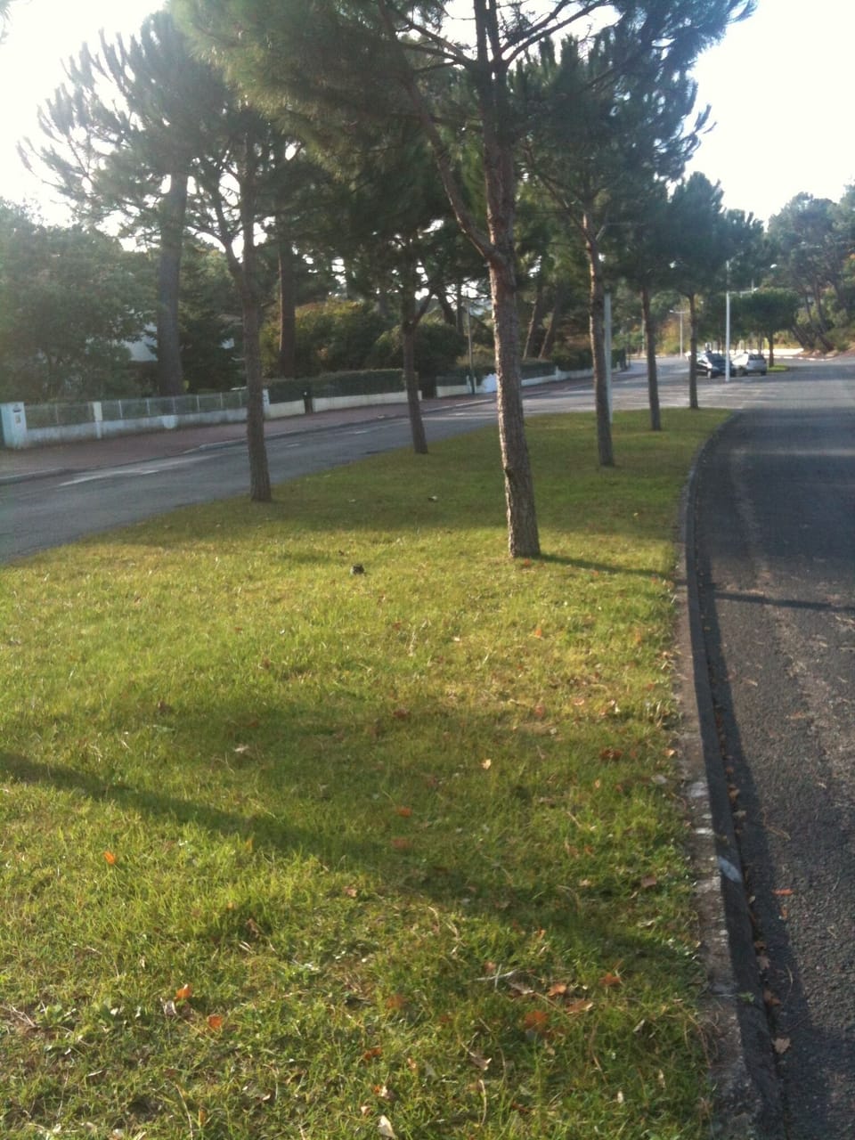 Property grounds