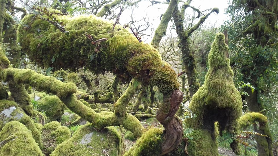 Wistman's Wood Dartmoor