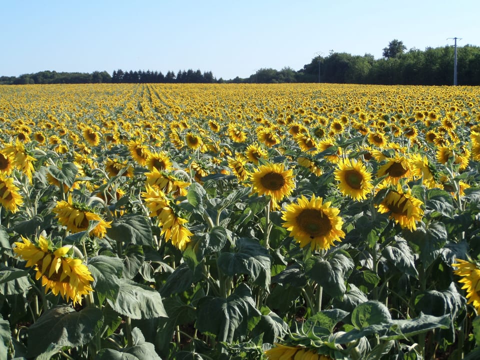 The Sunflower Field Opposite