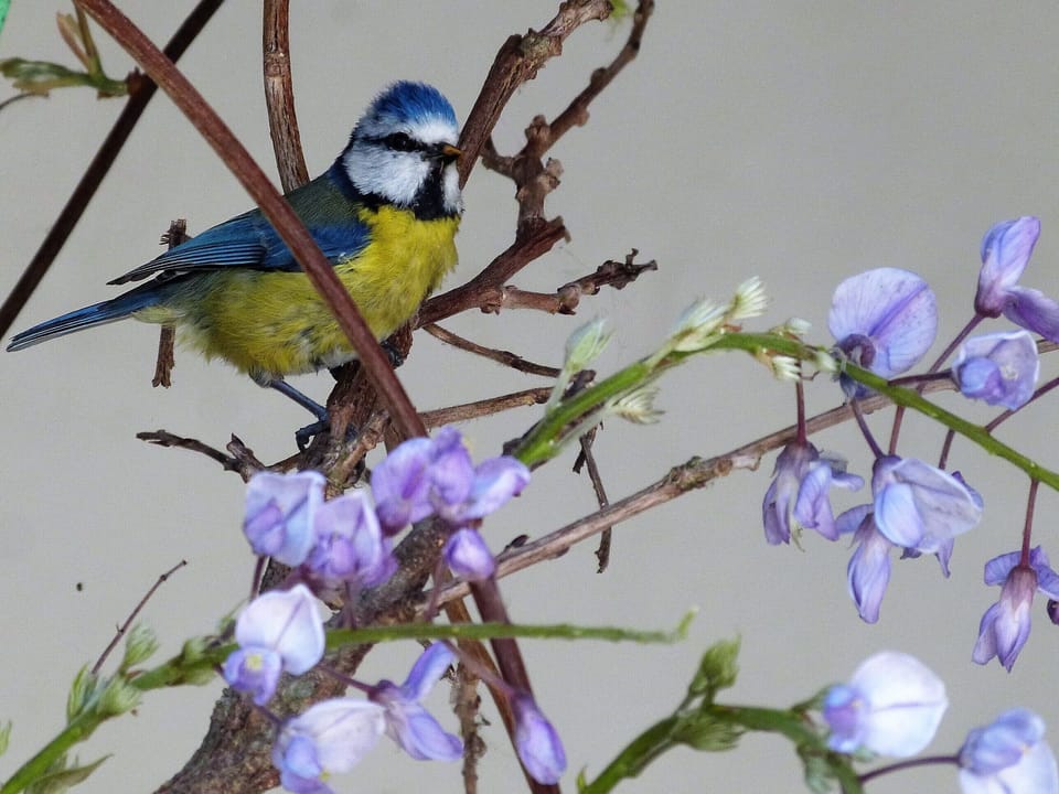Blue tits nest in our courtyard garden