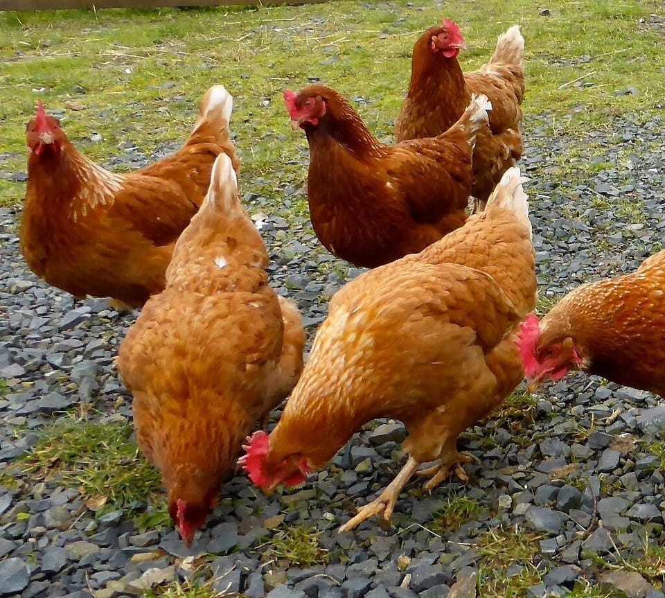 Feed the Hens!