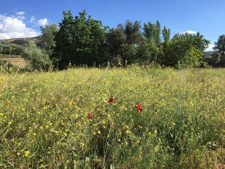 Our meadow in spring time