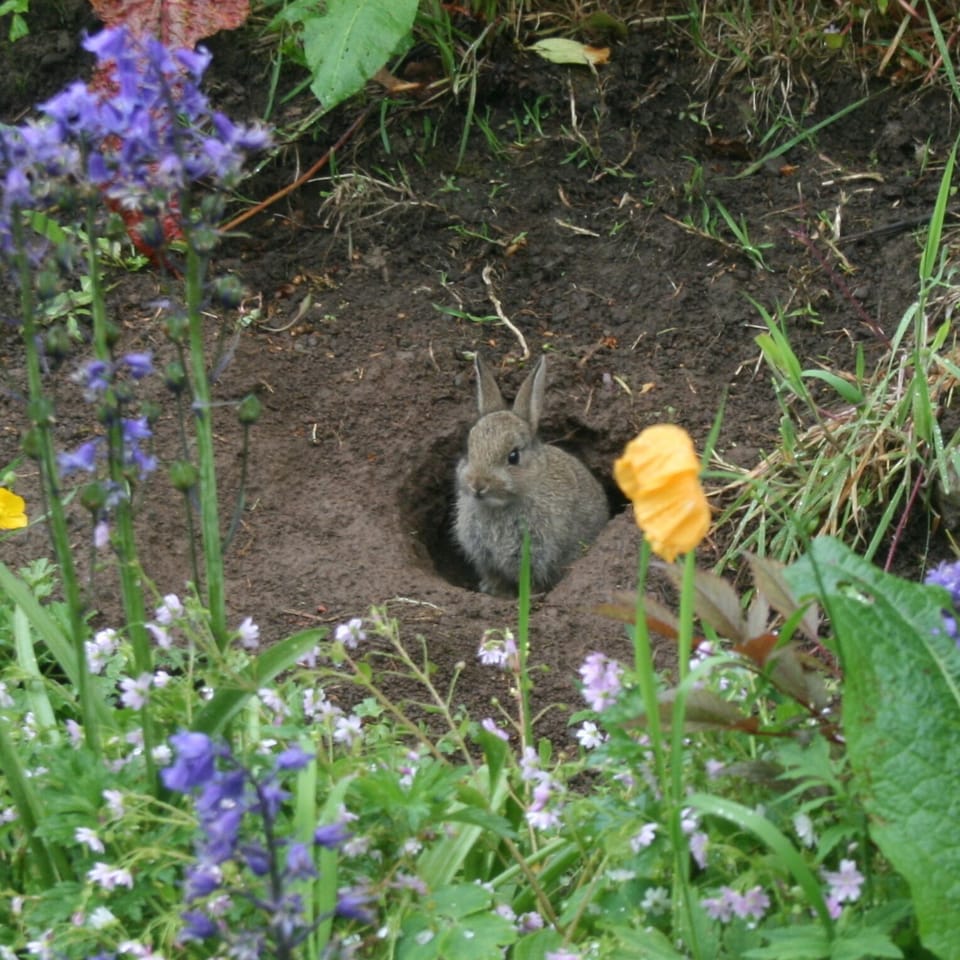 Taken from the kitchen window!