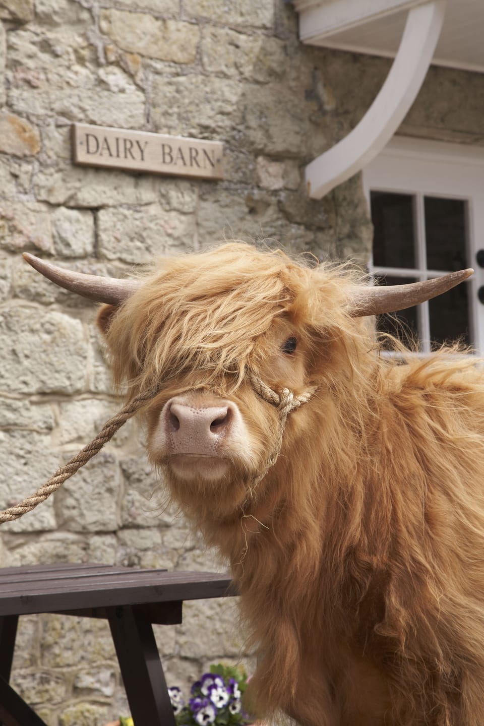 One of the farm's prized Highland Cattle