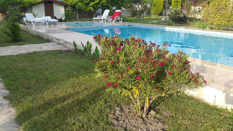 Bush in bloom