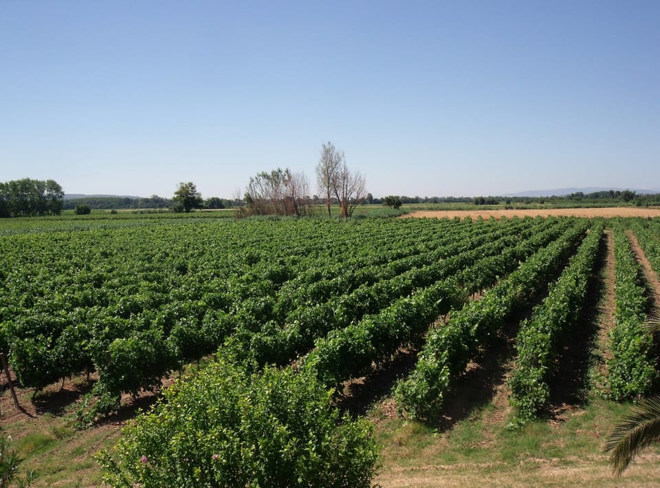 Vineyards from the bedroom window