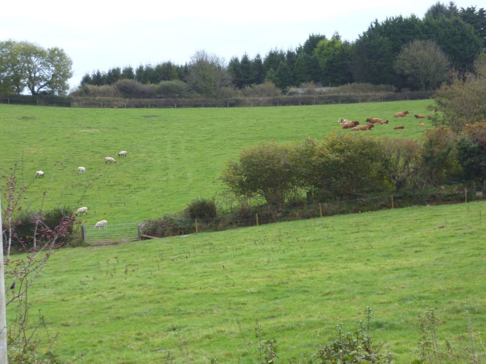 View from Cottage