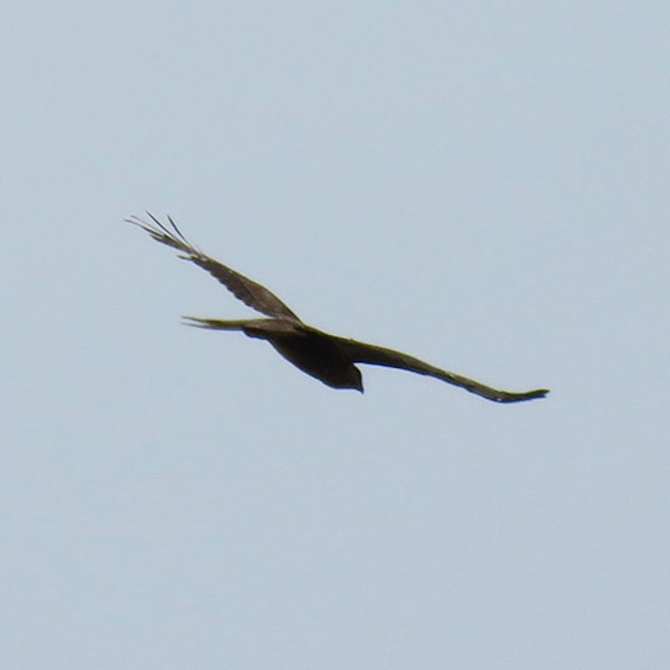 Buzzard
