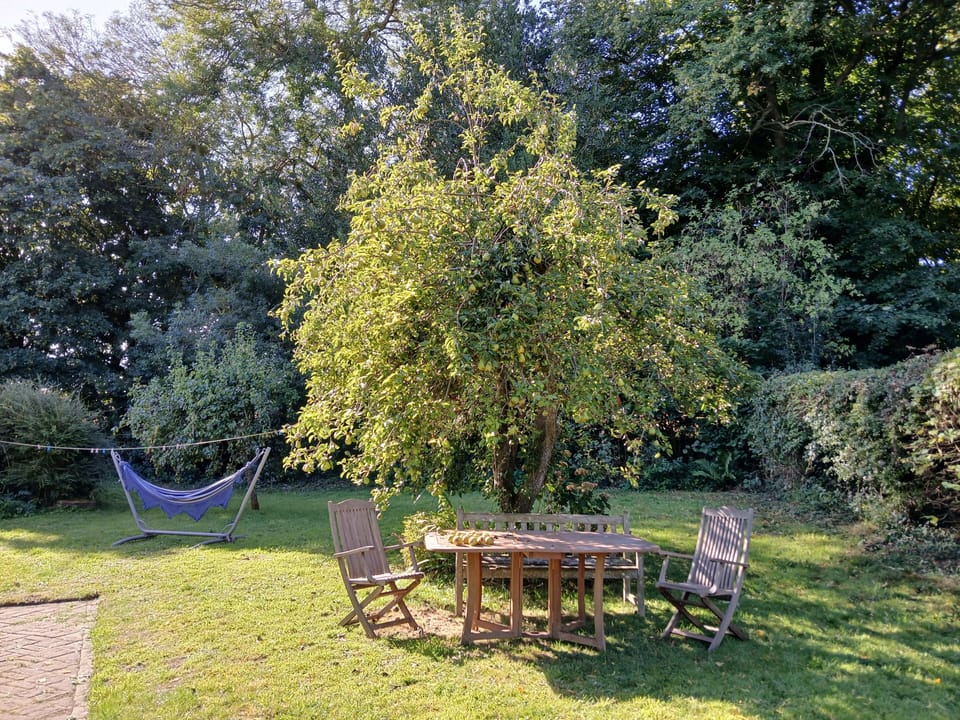 garden in summer
