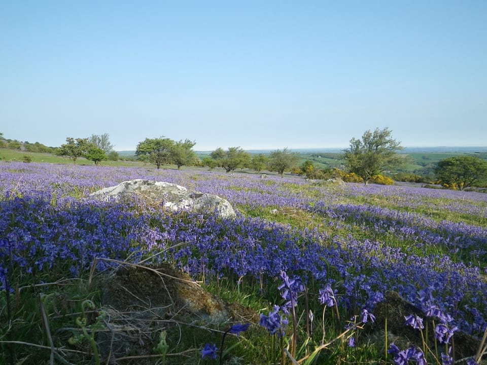 Bluebells at Ashbury Fort only a few minutes away