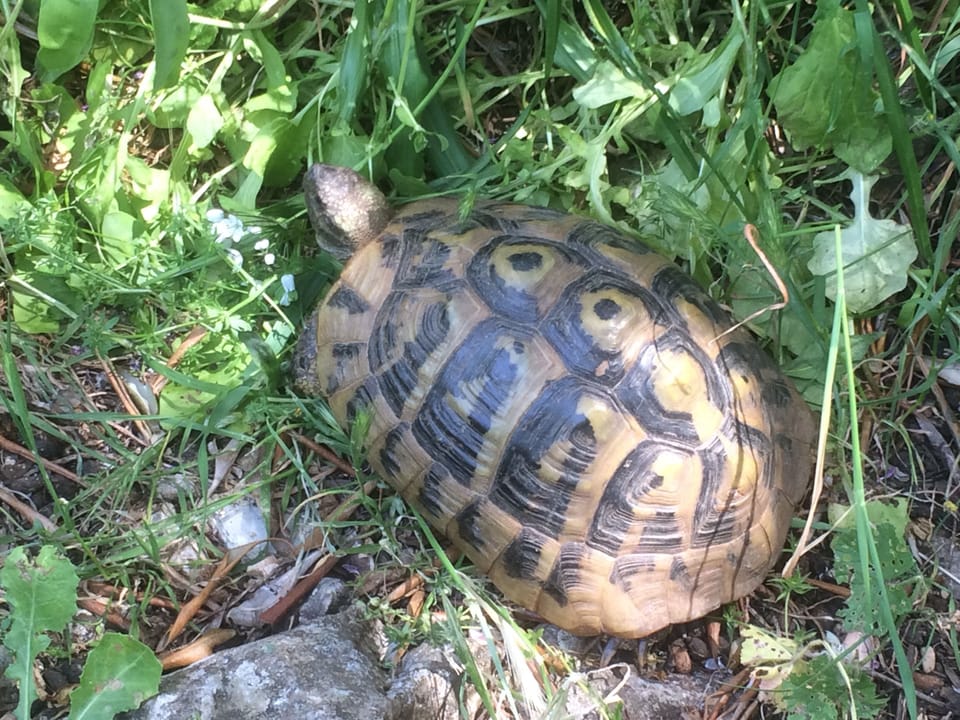 Plenty of wildlife!