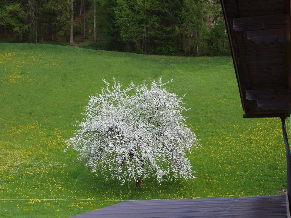 Apple tree in spring in the end of april
