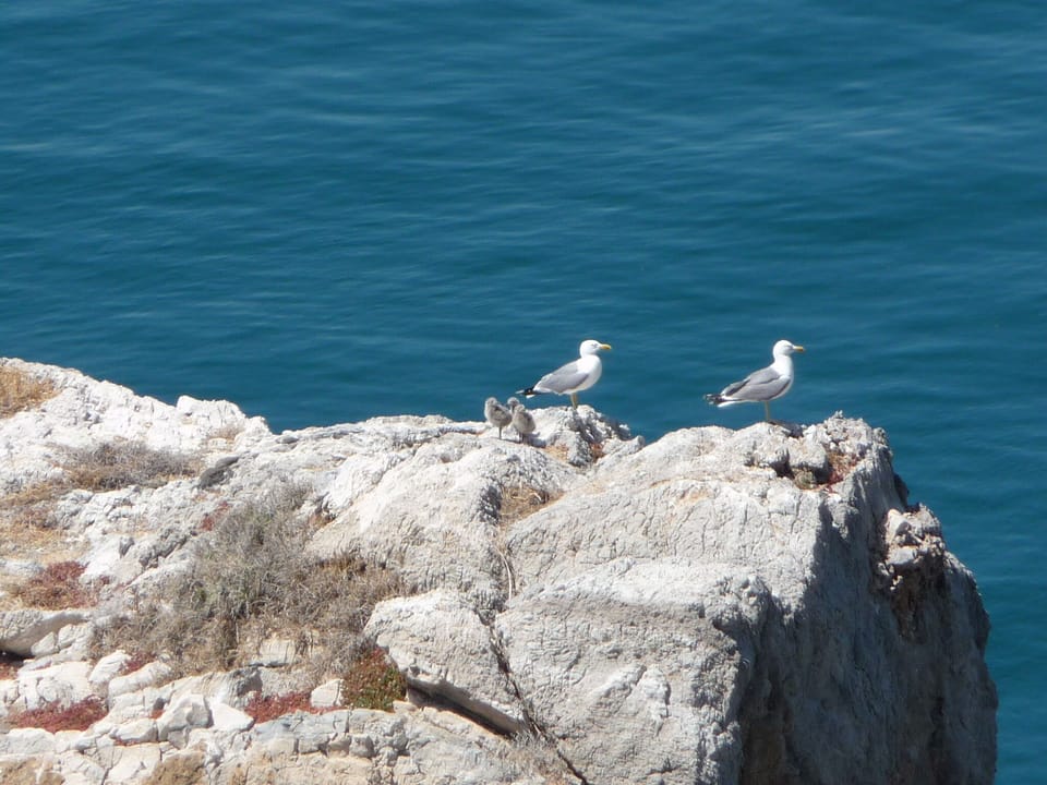 Seagulls