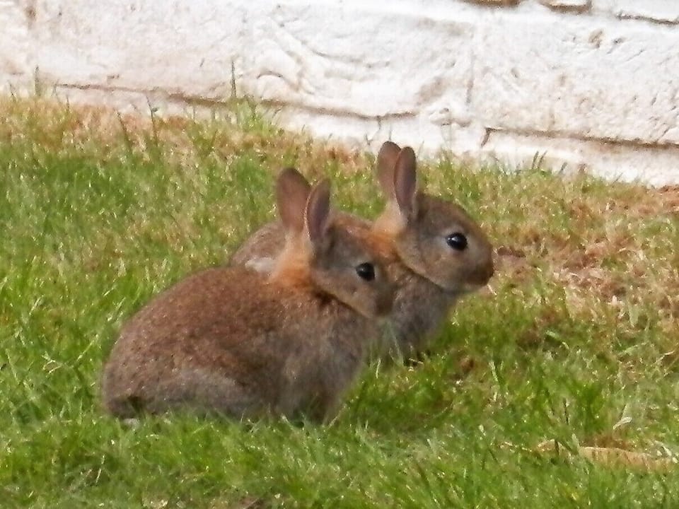 You can often catch rabbits playing if you're up early.