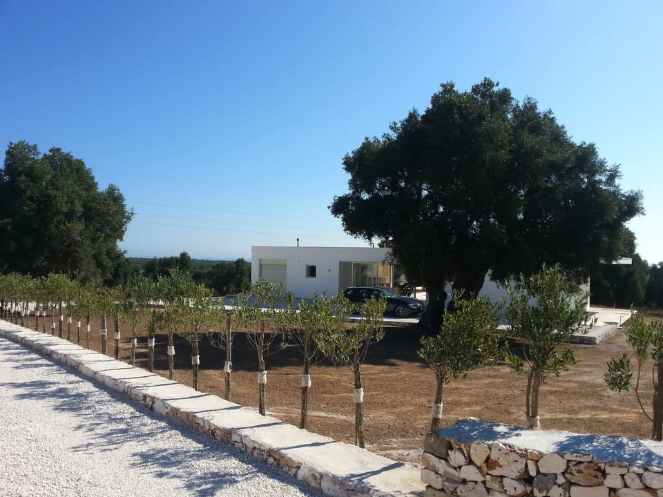 young olive trees along the driveway