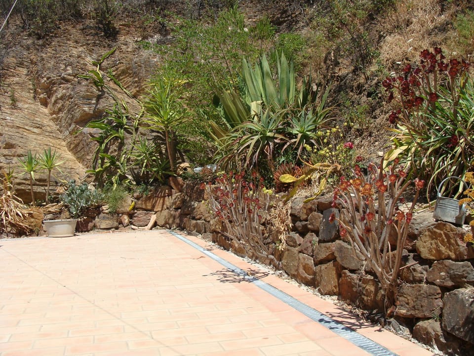 The garden with mediterranean flora