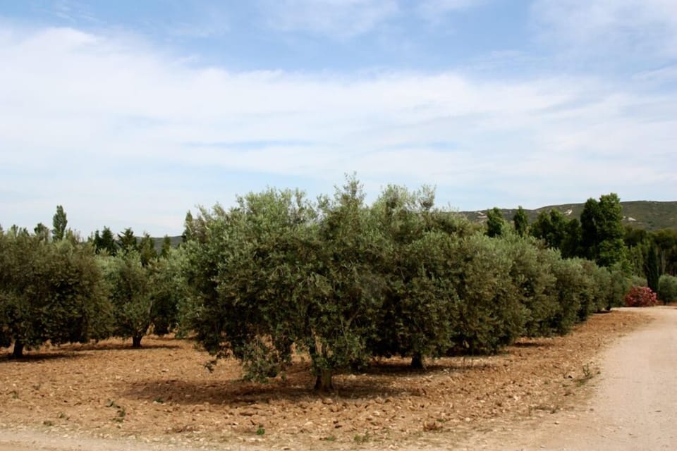 Olive trees of the property