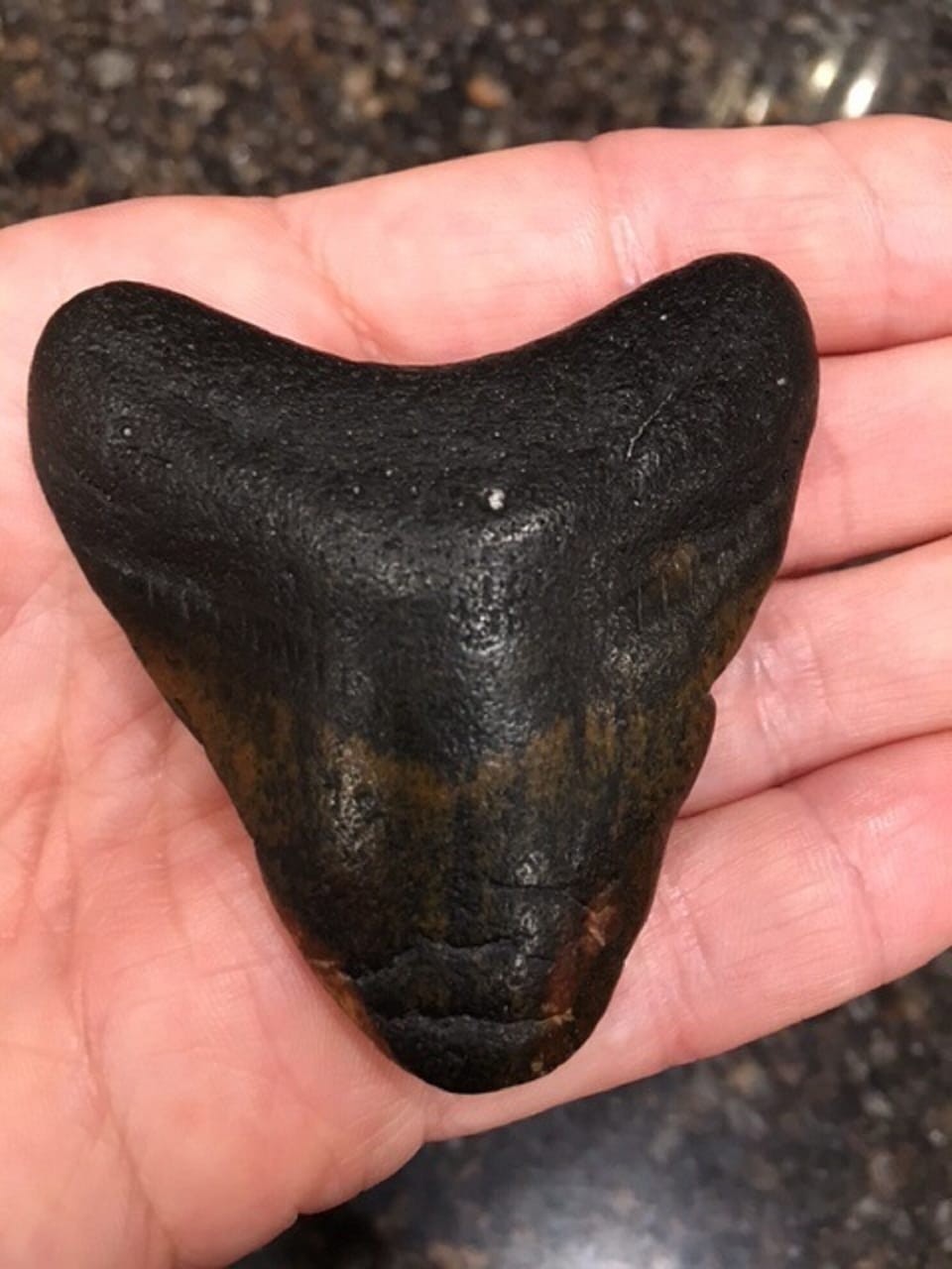 Found on Beach May 2019. There's more where that came from!