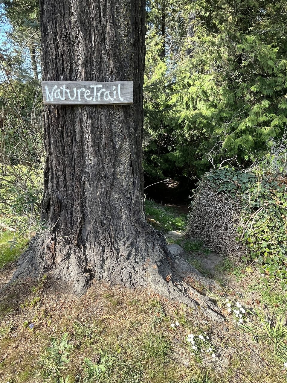 Trees you might want to hug