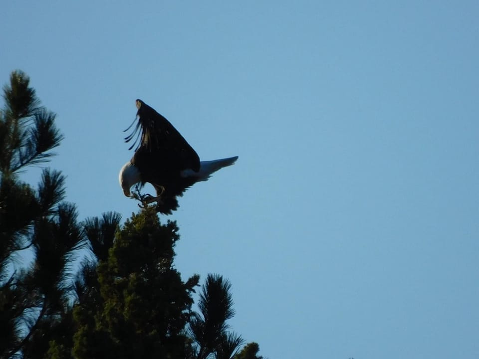 Eagle across the lake