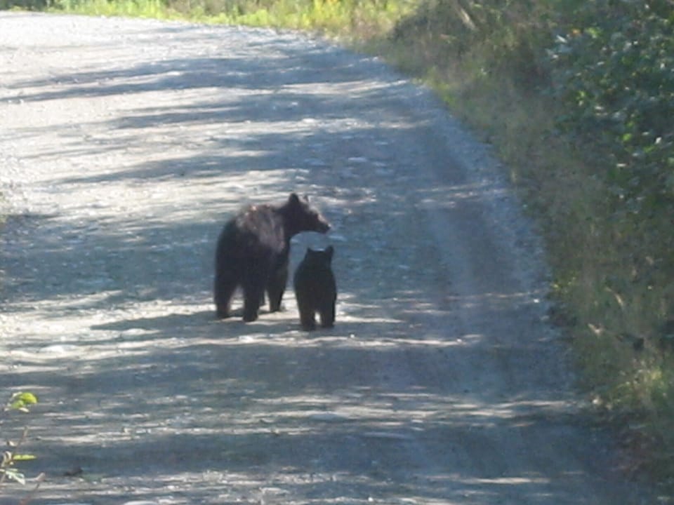 The wild life!