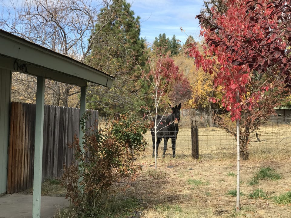Backyard neighbors!