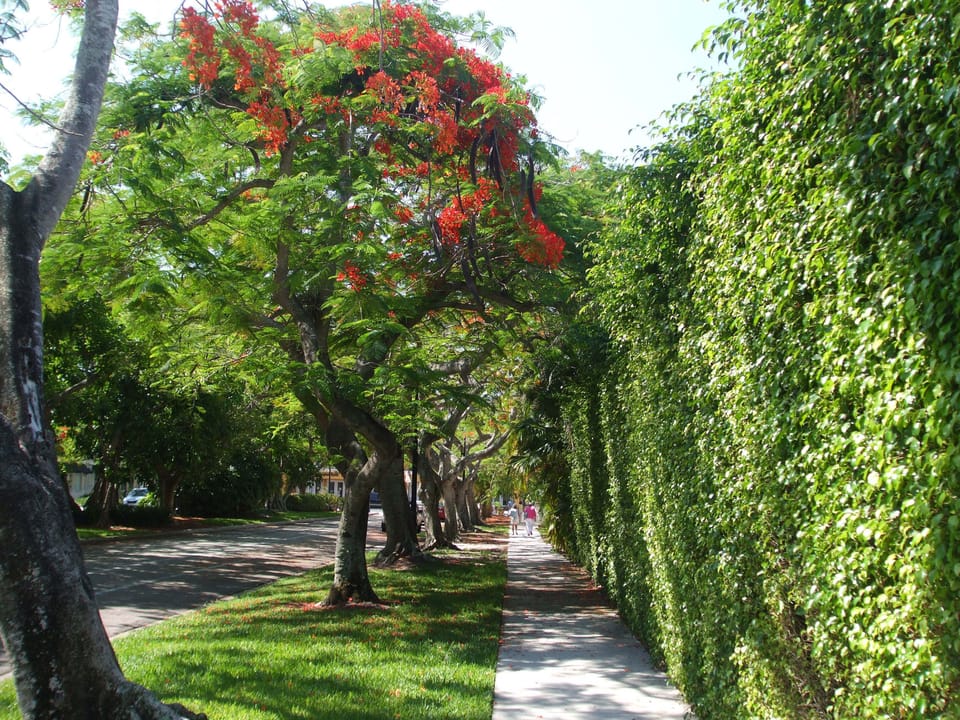 Enjoy the beautiful downtown foliage