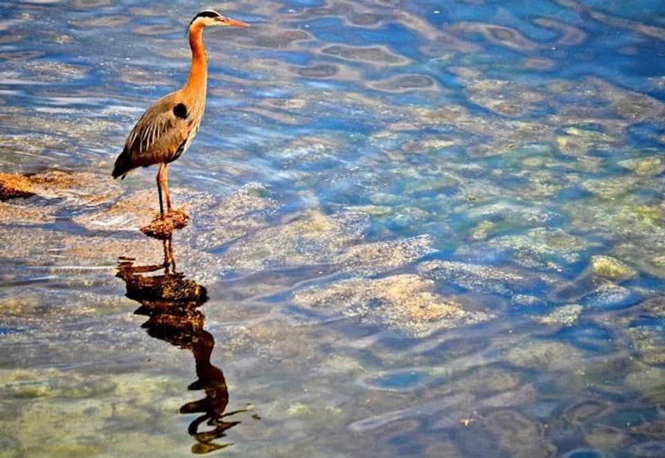 Resident Blue Heron patiently fishing. (Guest photo).