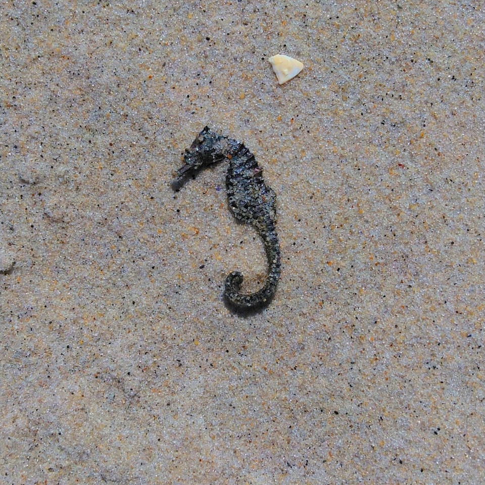 You never know what you'll find in the sand.