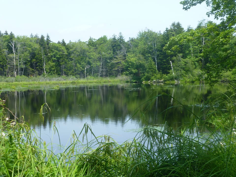 Walking path on Brackett Pond