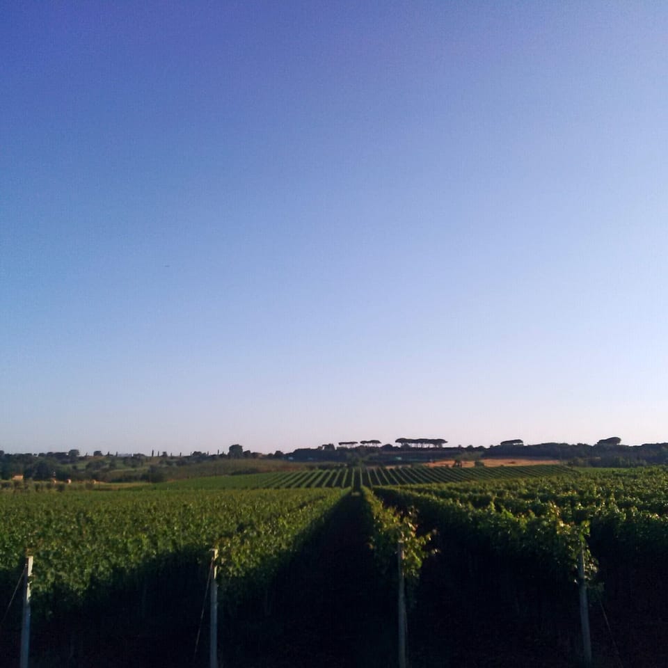 The vineyard