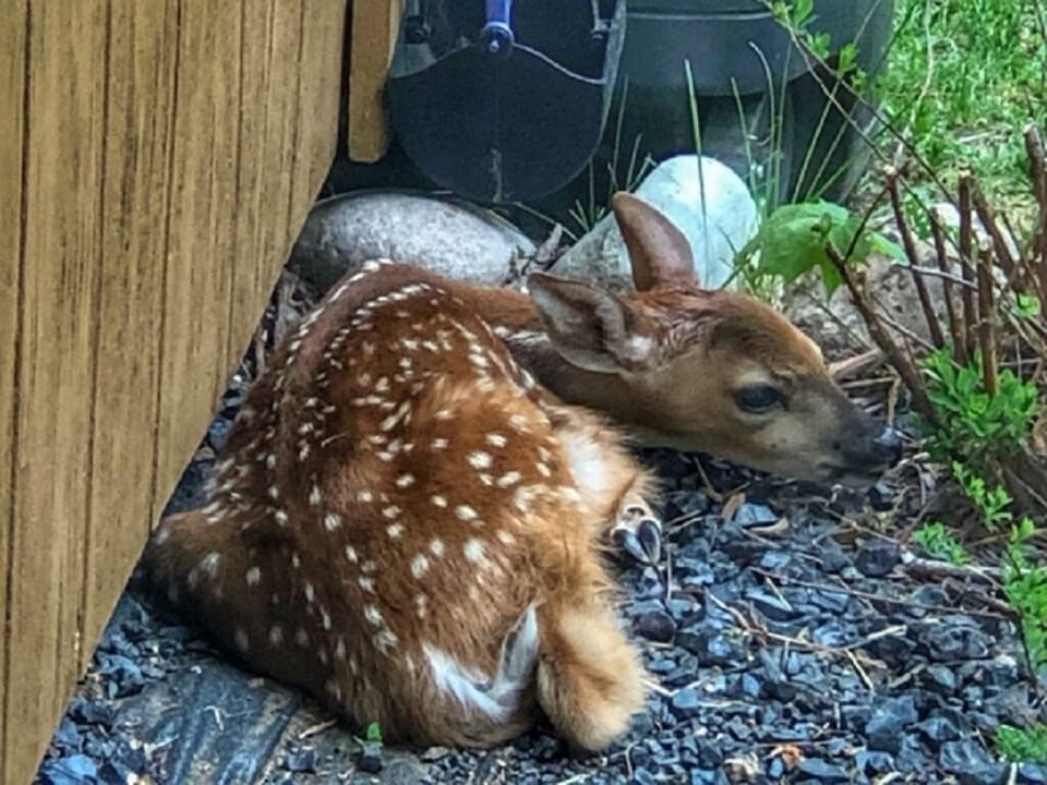 Newborn fawn by cabin 