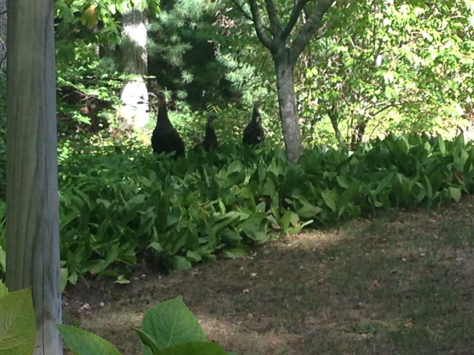 Wild turkeys the Fall