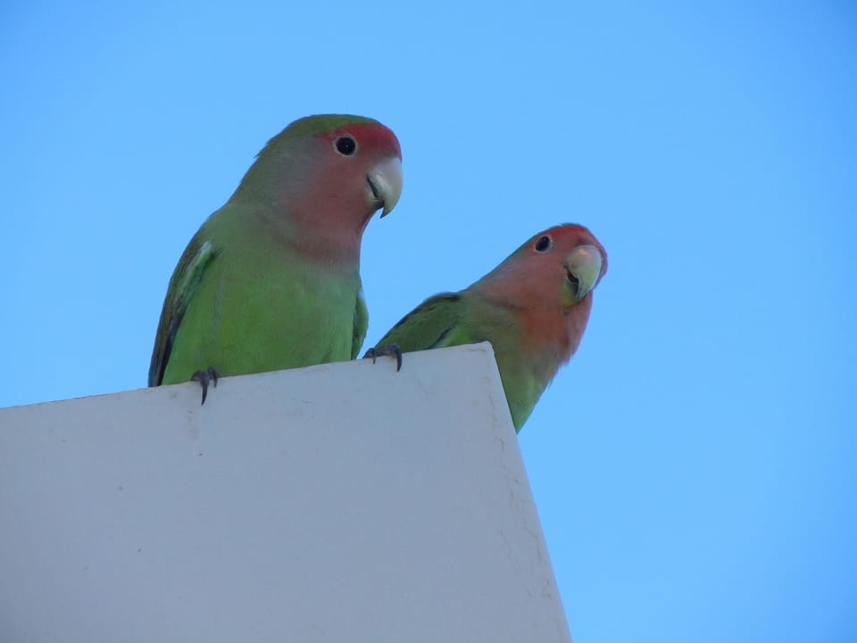Friendly visitors to our lanai.