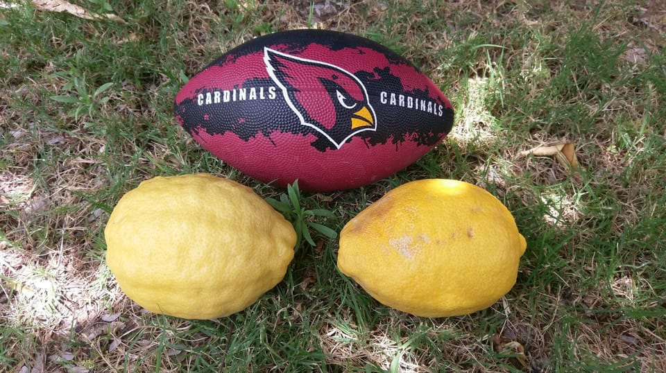 Lemon Season always has some great fruit to enjoy!